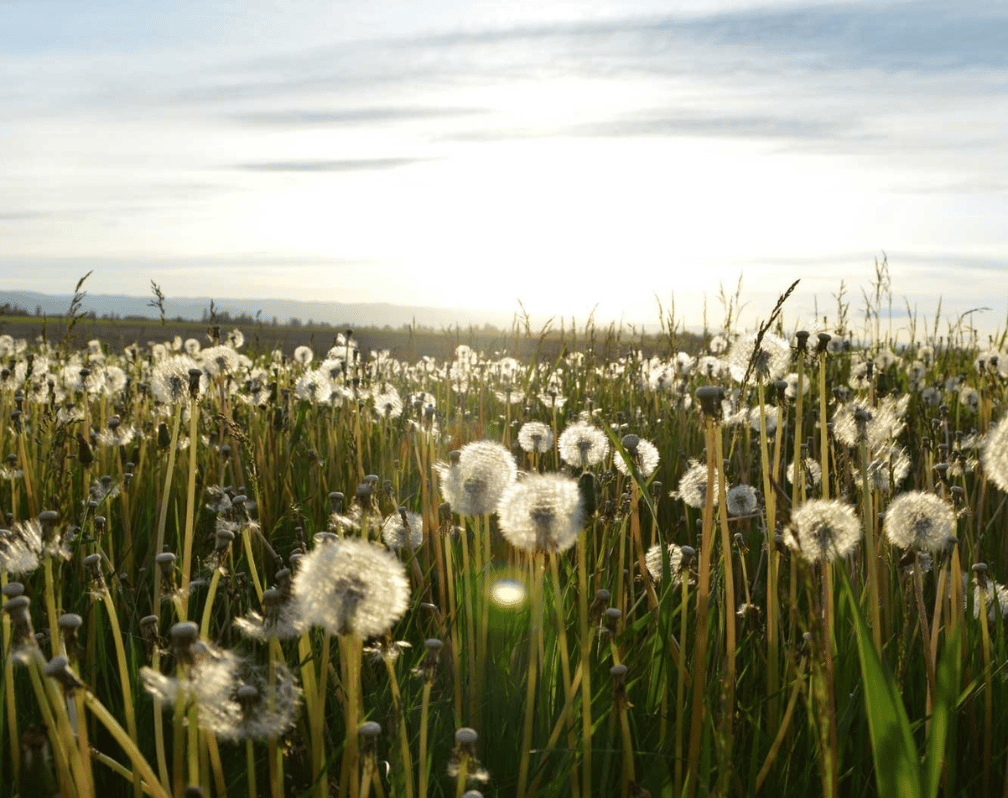 image shows a close up field of dandelion seed heads with a bright, cloudy sky